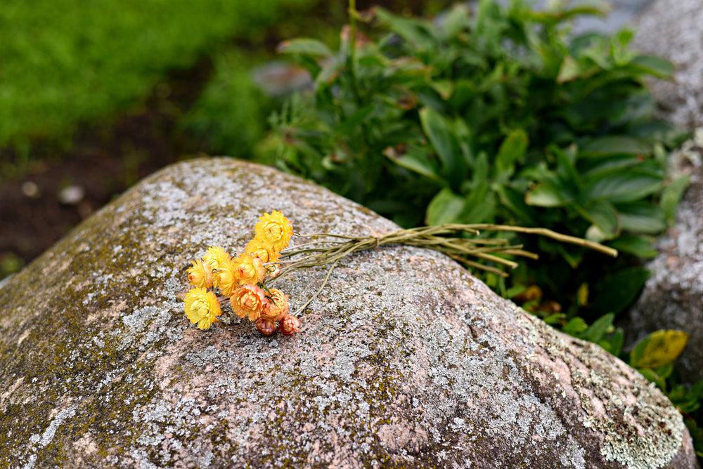 Strawflower Dried Flower Stems (Yellow)