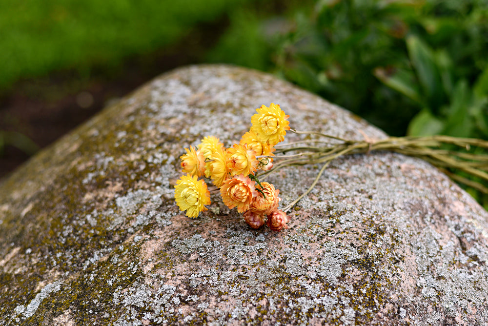 Dried Strawflower Stems (Yellow)
