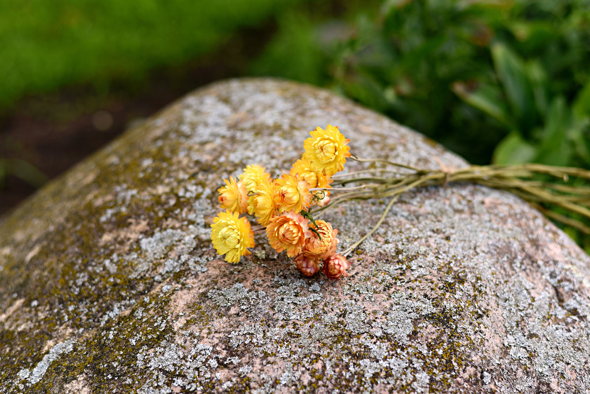 Strawflower Dried Flower Stems (Yellow)