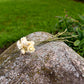 Strawflower Dried Flower Stems (White)