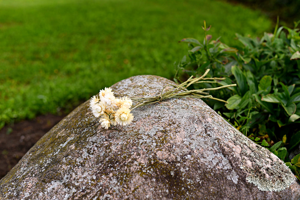 Strawflower Dried Flower Stems (White)