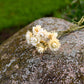Strawflower Dried Flower Stems (White)