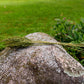 Greenery Dried Flower Stems