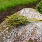Greenery Dried Flower Stems