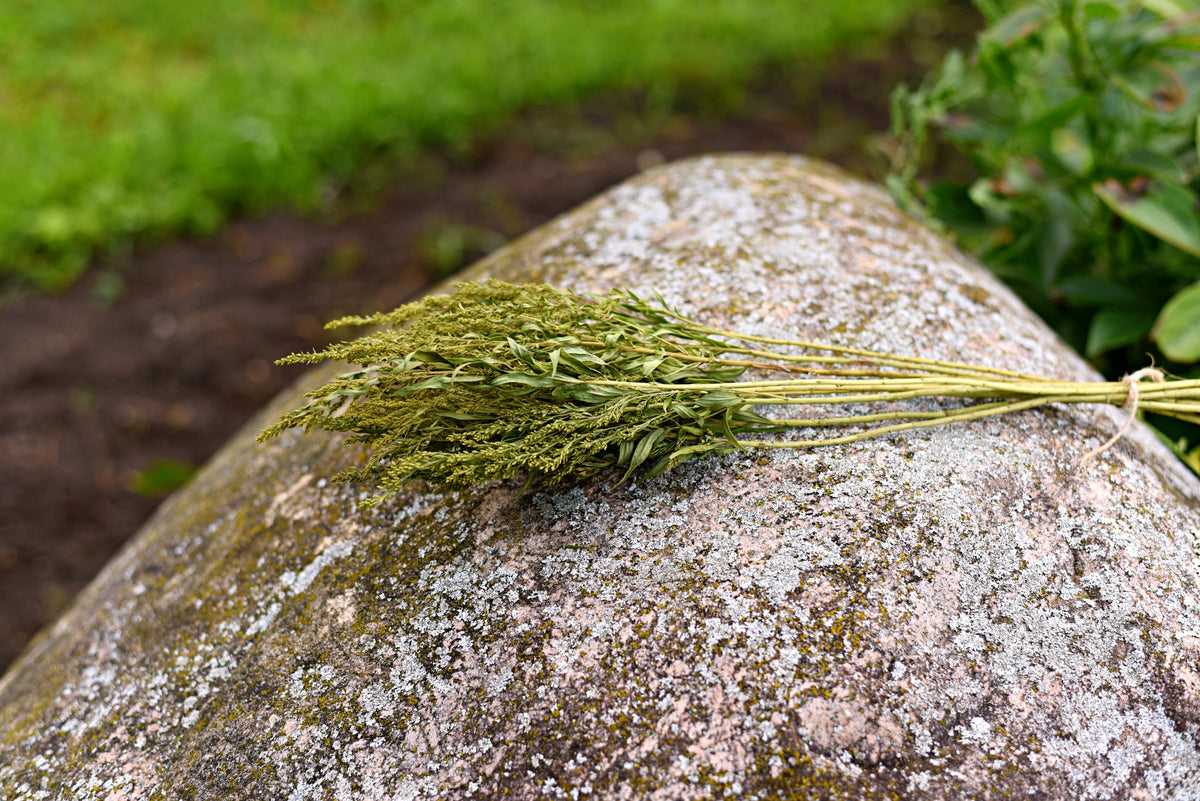 Greenery Dried Flower Stems