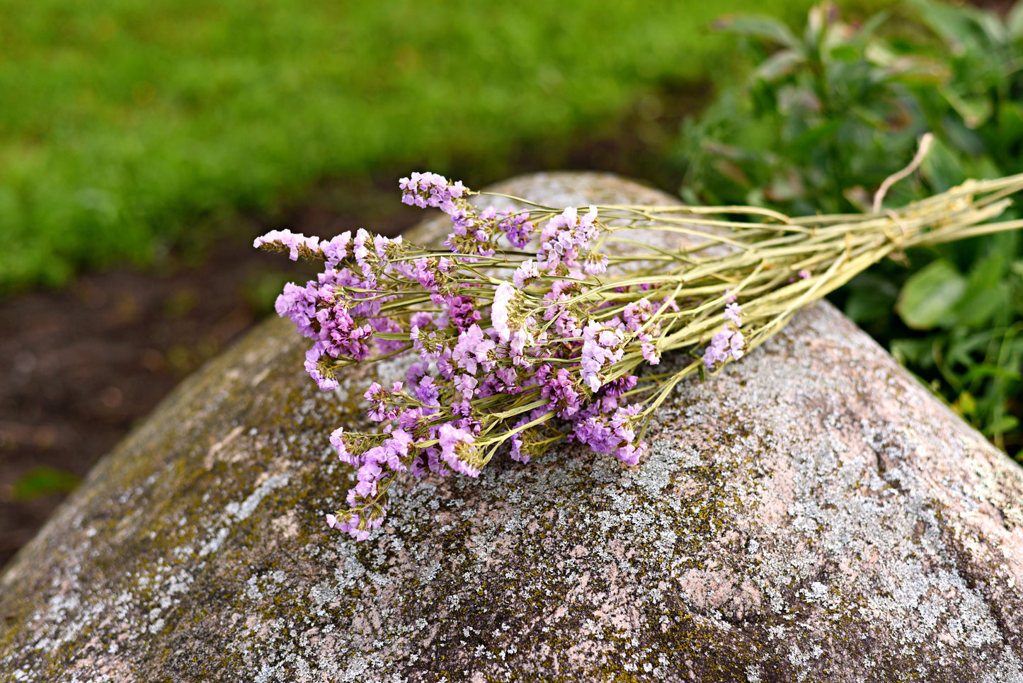 Statice Dried Flower Stems (Lavender)