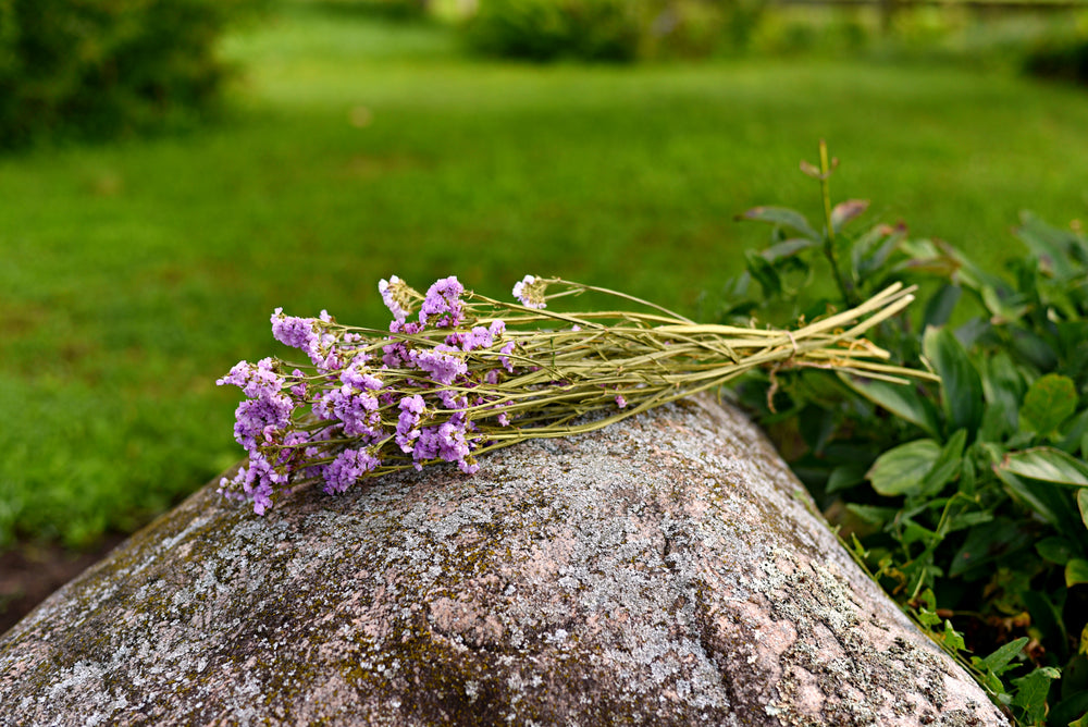 Statice Dried Flower Stems (Lavender)