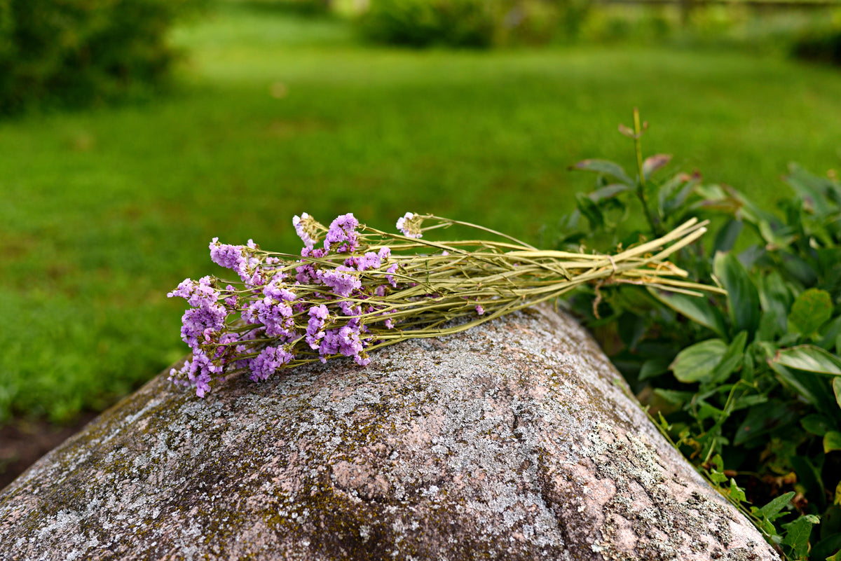Statice Dried Flower Stems (Lavender)
