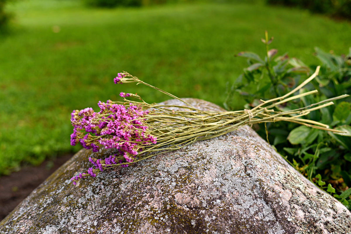 Statice Dried Flower Stems (Pink)
