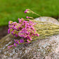 Statice Dried Flower Stems (Pink)