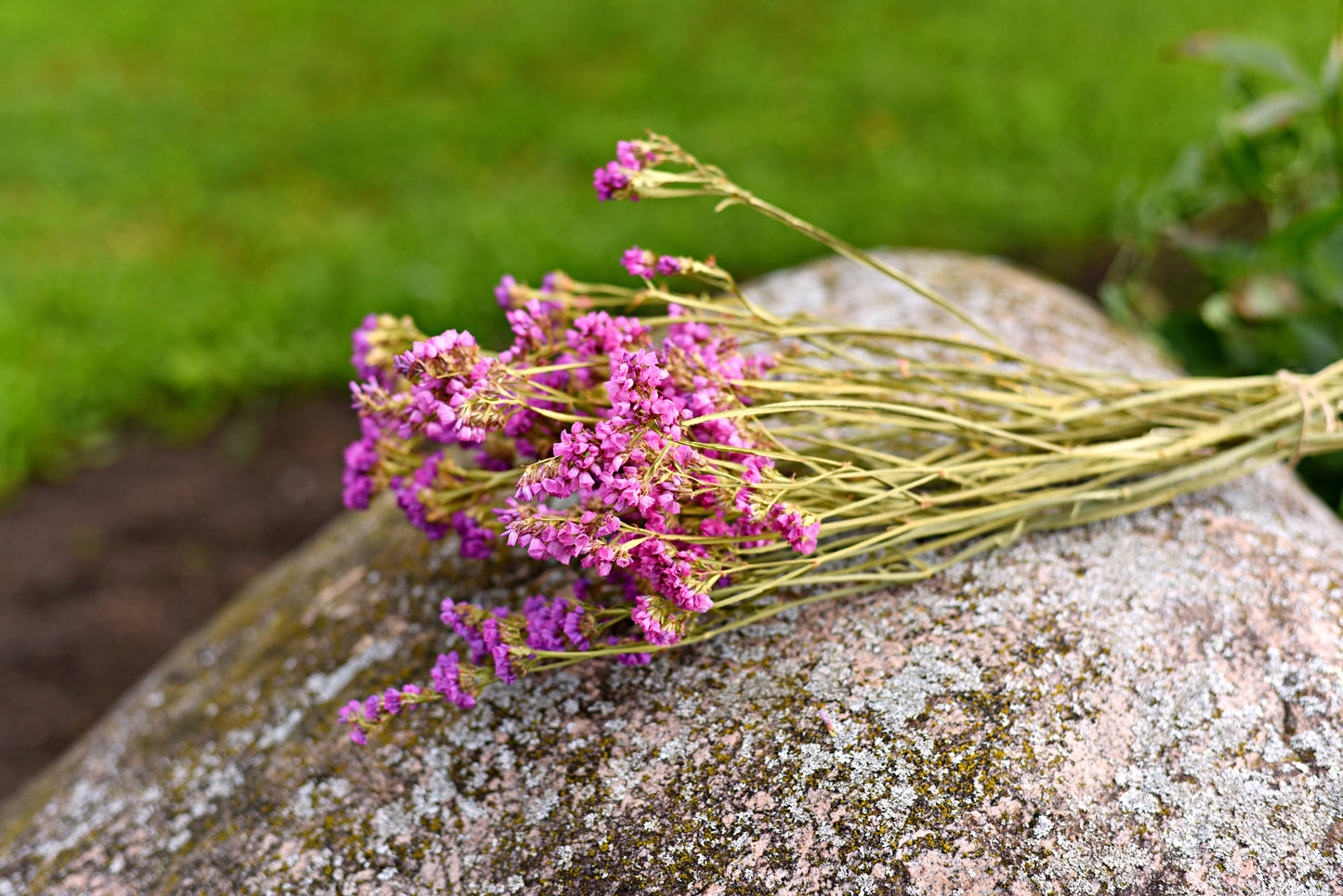 Statice Dried Flower Stems (Pink)