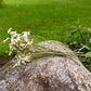 Statice Dried Flower Stems (White)