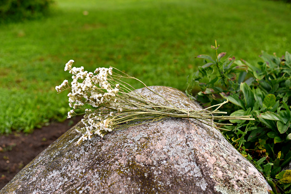 Statice Dried Flower Stems (White)