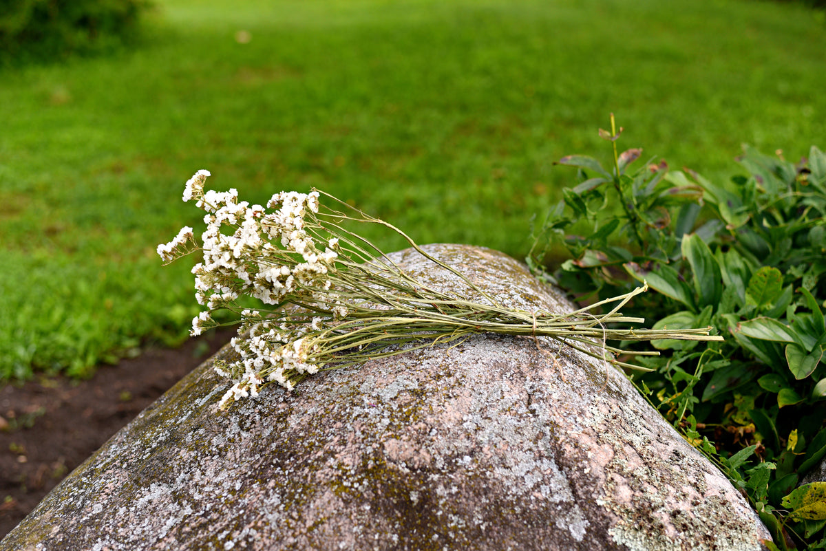 Statice Dried Flower Stems (White)