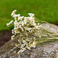 Statice Dried Flower Stems (White)