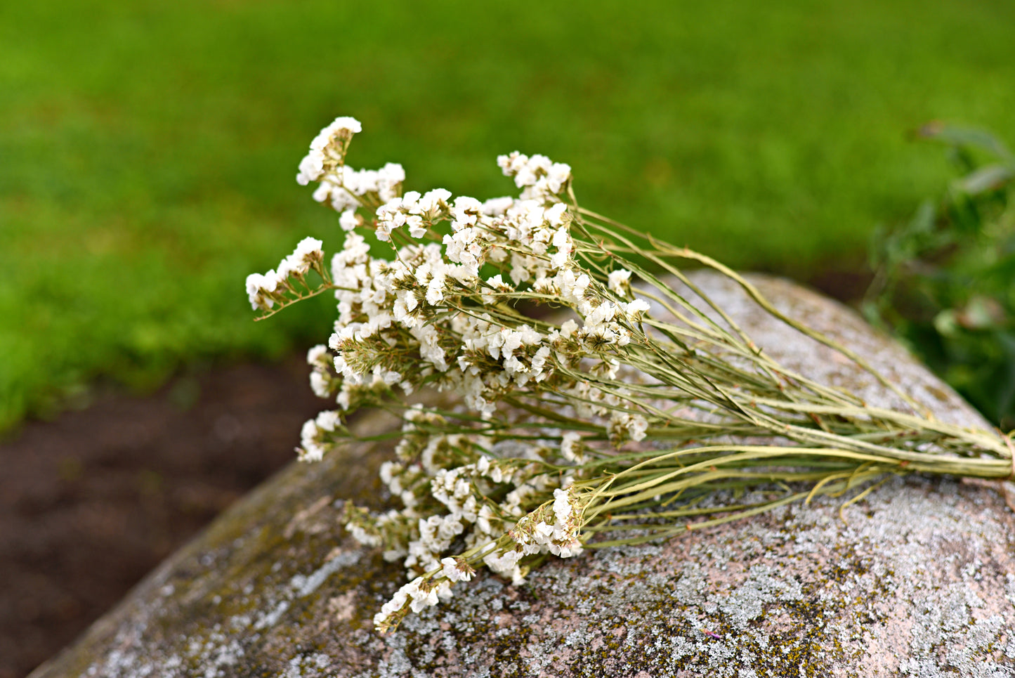 Statice Dried Flower Stems (White)