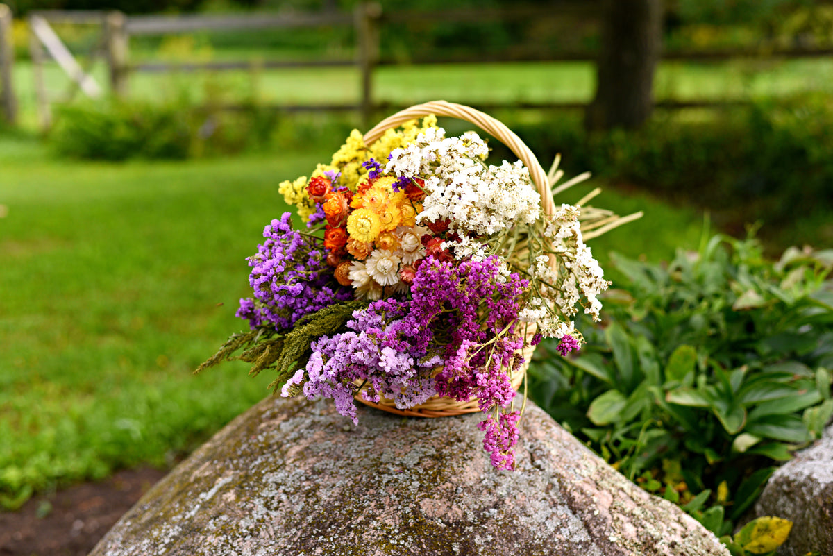Statice Dried Flower Stems (White)