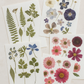 Pressed Flowers (Set of 50)