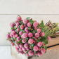 Gomphrena Dried Flower Stem (Pink)