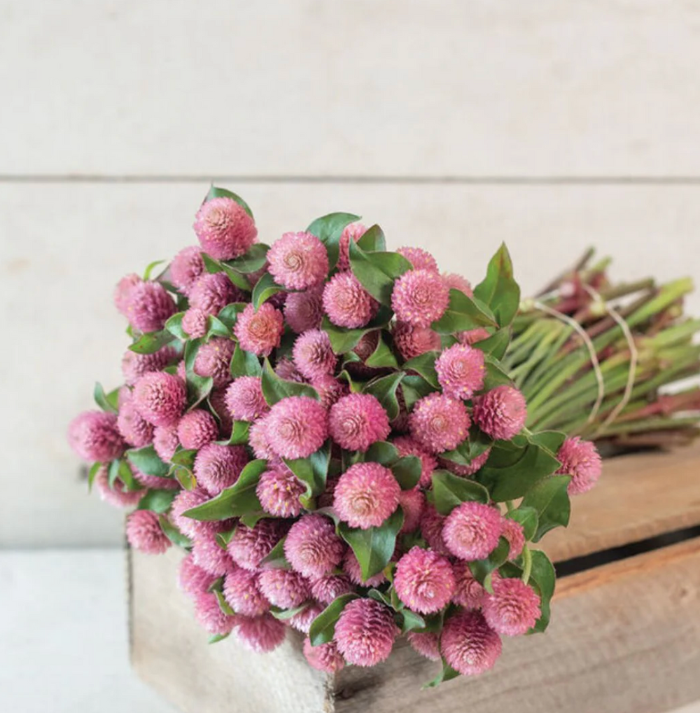 Gomphrena Dried Flower Stem (Pink)
