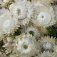 Dried Strawflower Heads (White)