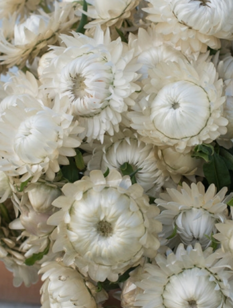 Dried Strawflower Heads (White)