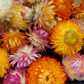 Dried Strawflower Heads (Mixed Colours)