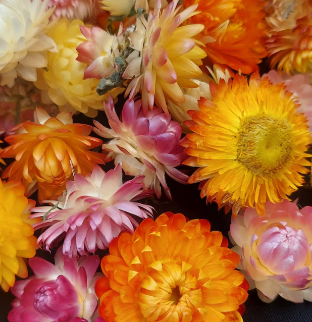 Dried Strawflower Heads (Mixed Colours)