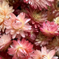 Dried Strawflower Heads (Pink)