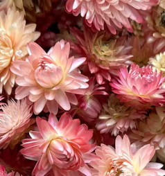 Dried Strawflower Heads (Pink)