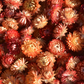 Dried Strawflower Heads (Salmon)