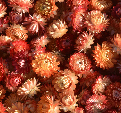 Dried Strawflower Heads (Salmon)