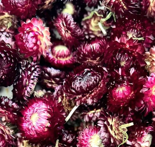 Dried Strawflower Heads (Burgundy)