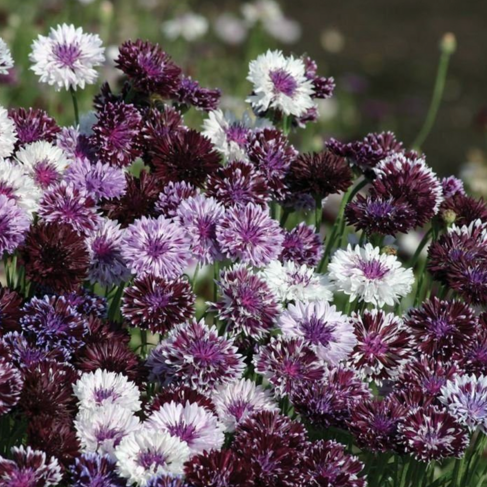 Purple Bachelor Buttons Dried Flower Stem