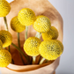 Billy Button Dried Flower Stem
