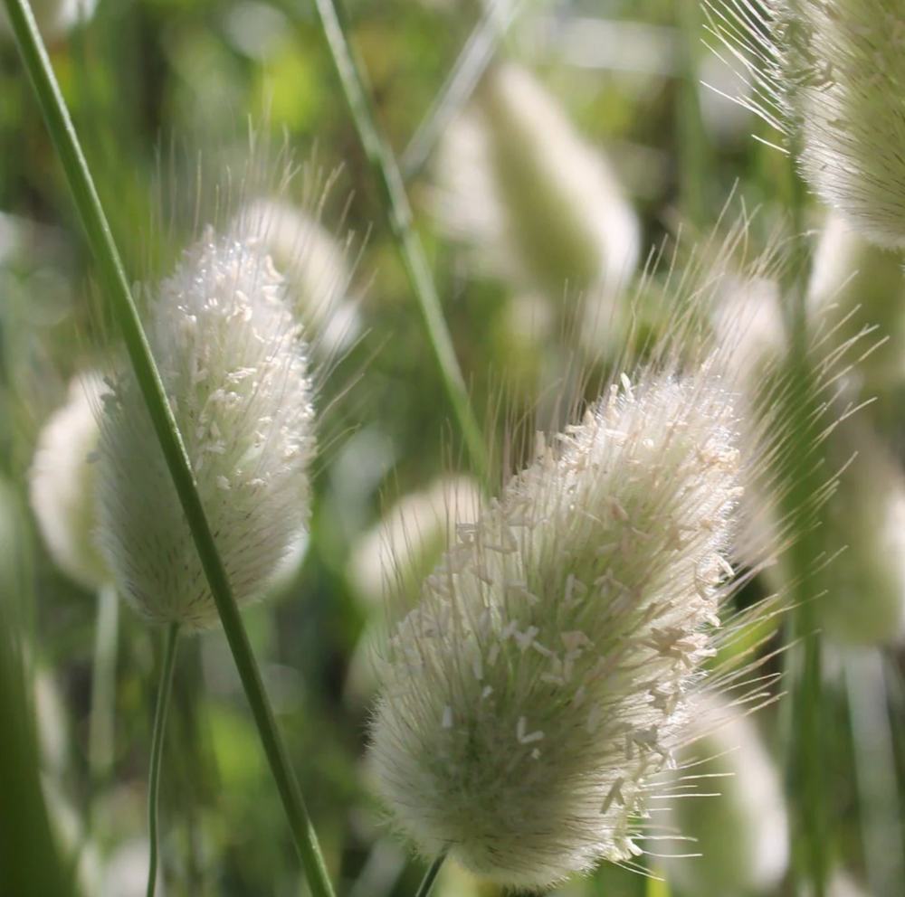 Bunny Tail Dried Flower Stem