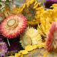 50 Organic Dried Strawflower Heads (Mixed Colours)