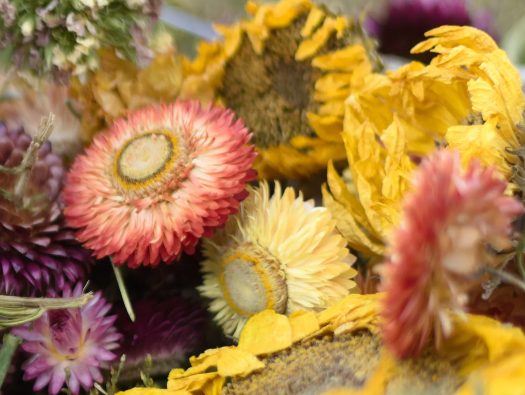 50 Organic Dried Strawflower Heads (Mixed Colours)
