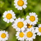 Feverfew Dried Flower Stem