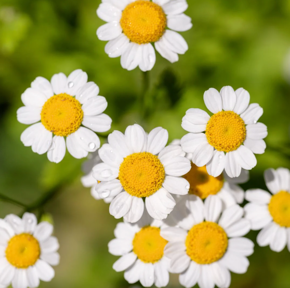 Feverfew Dried Flower Stem