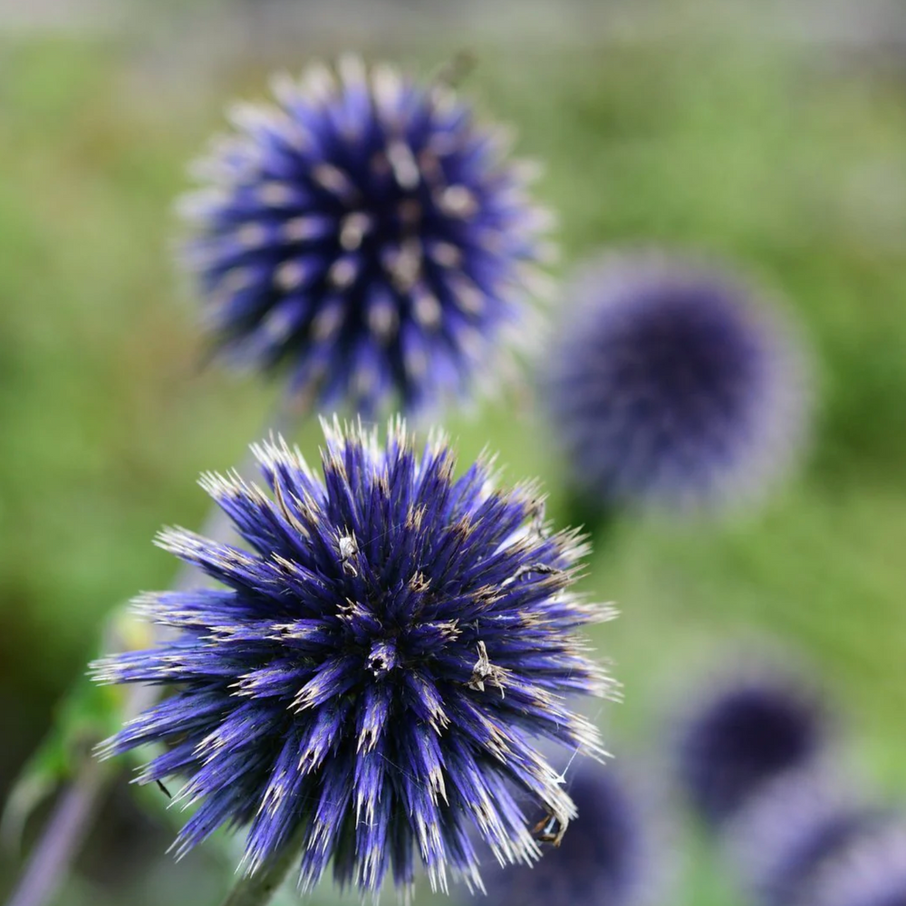 Globe Thistle Dried Flower Stem