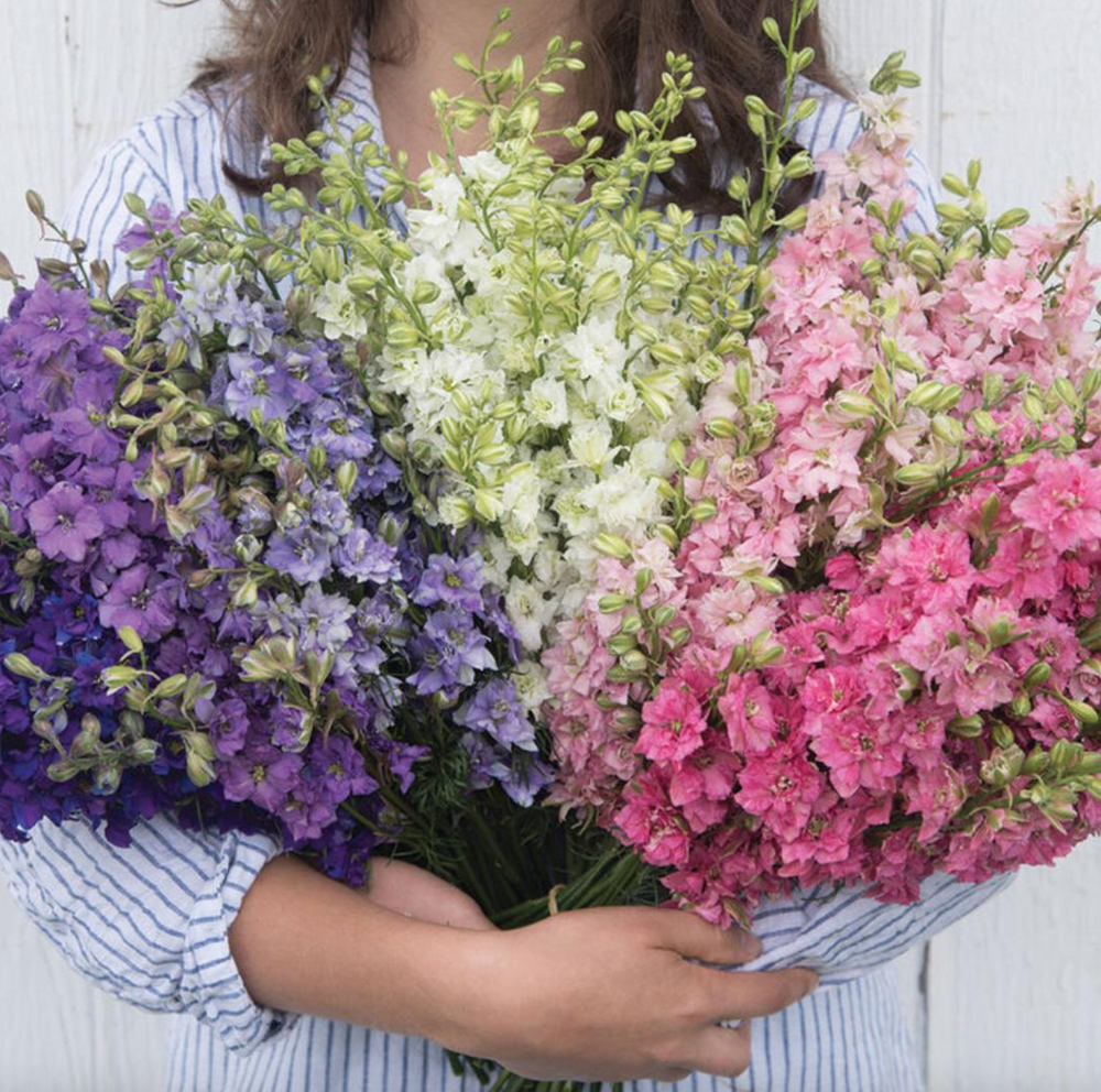 Larkspur Dried Flower Stem