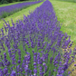 English Lavender Dried Flower Stem
