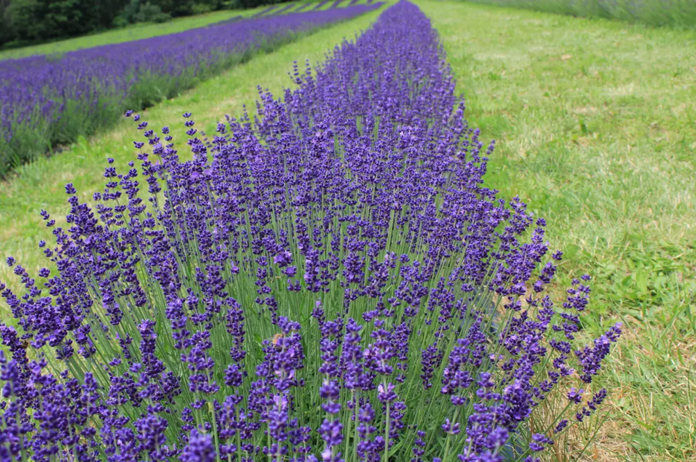 English Lavender Dried Flower Stem
