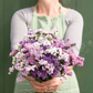 Pastel Statice Dried Flower Stem