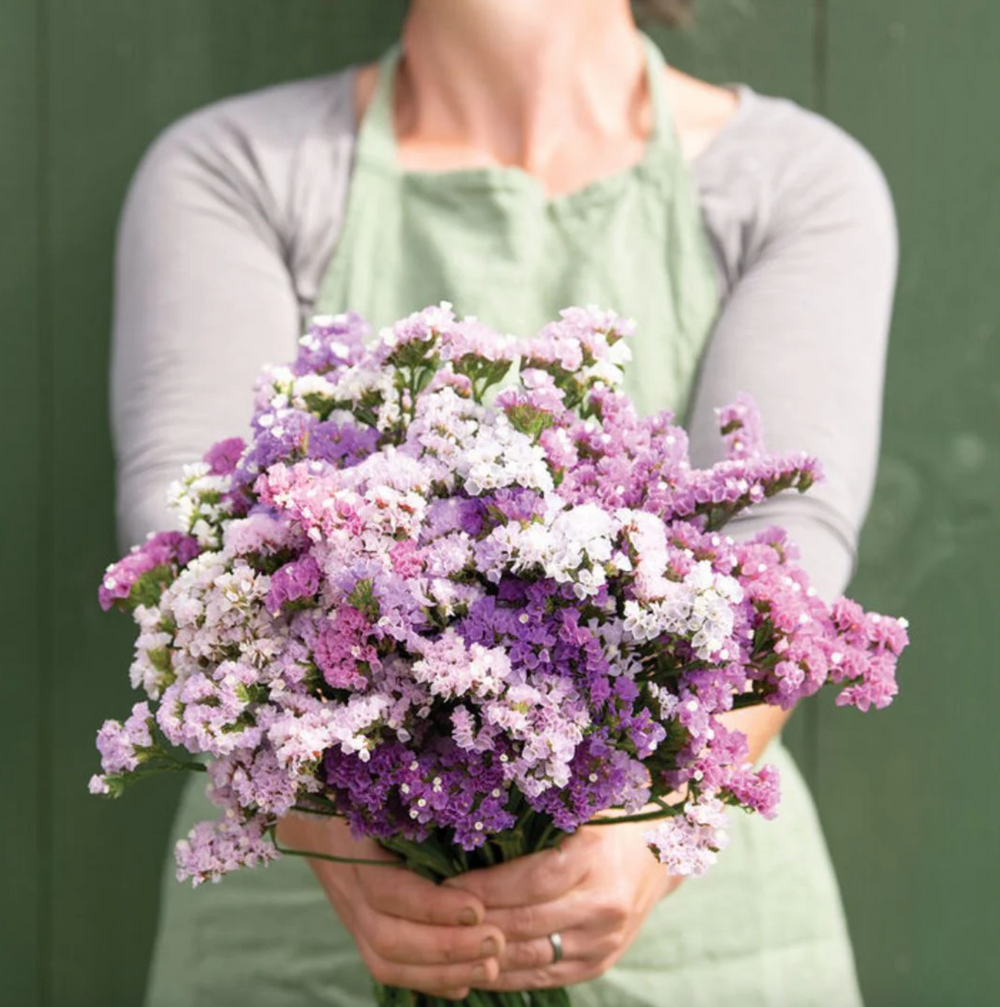 Pastel Statice Dried Flower Stem