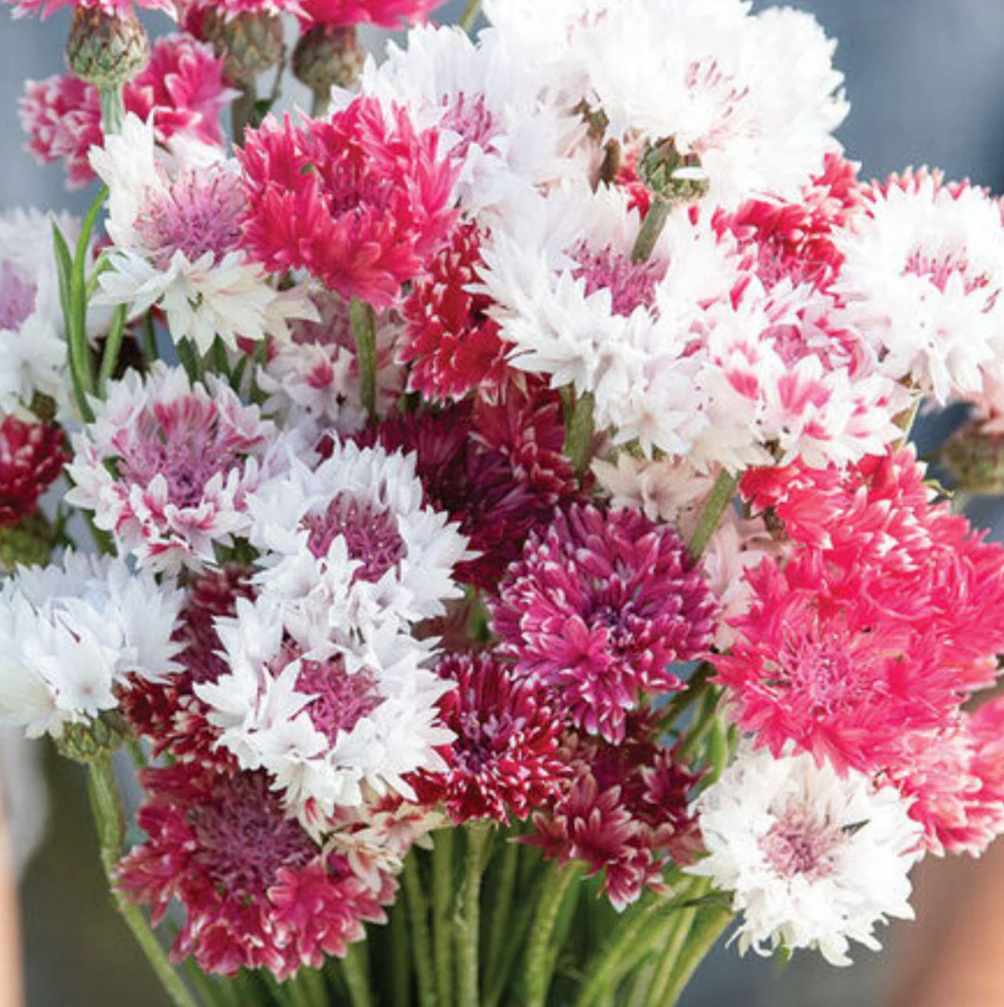 Pink Bachelor Button Dried Flower Stem