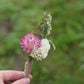 Spring Meadow Dried Flower Boutonniere