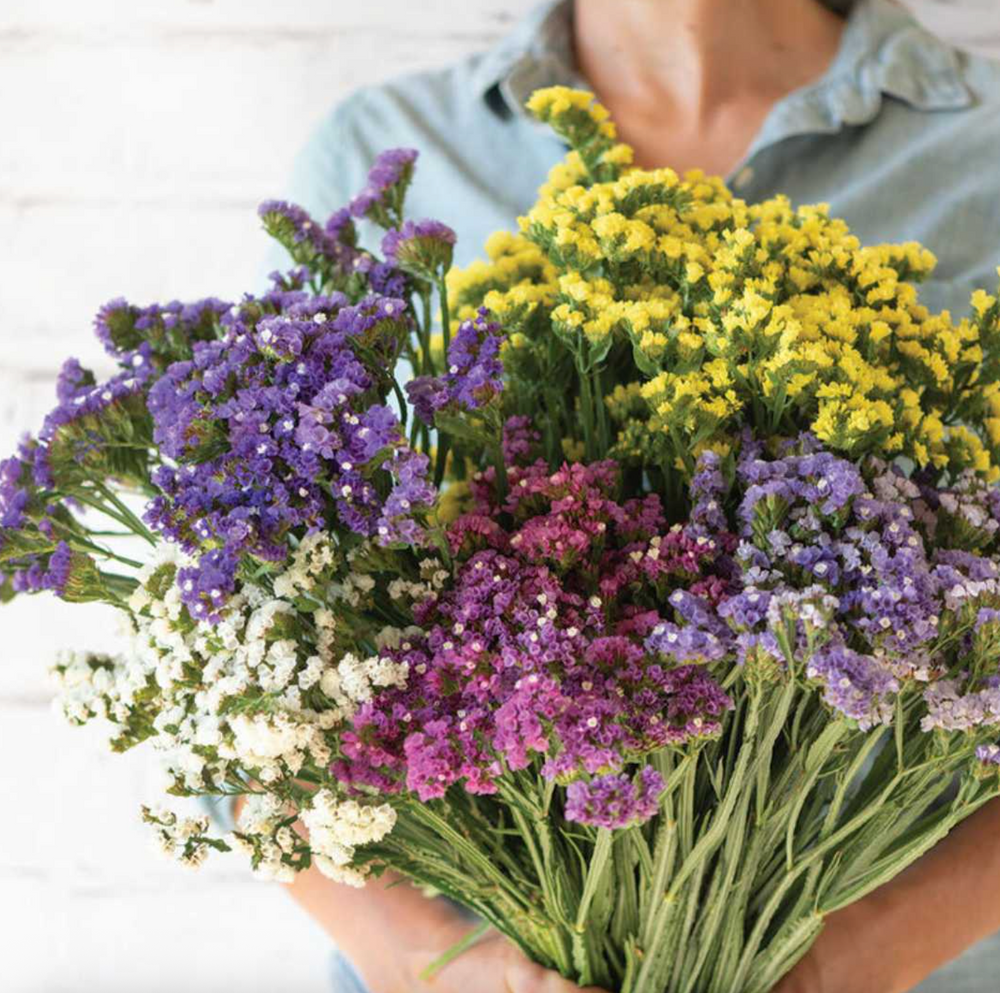 Statice Dried Flower Stem