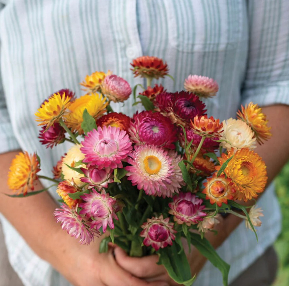Strawflower Dried Flower Stem